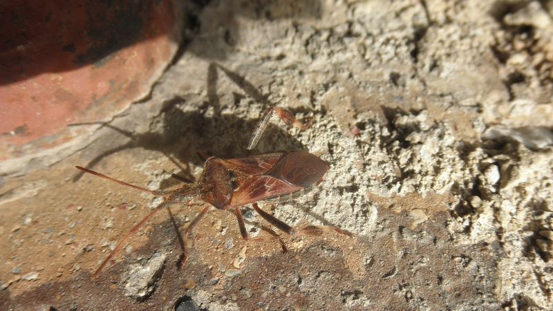 Coreidae: Leptoglossus occidentalis del Lazio (RM)